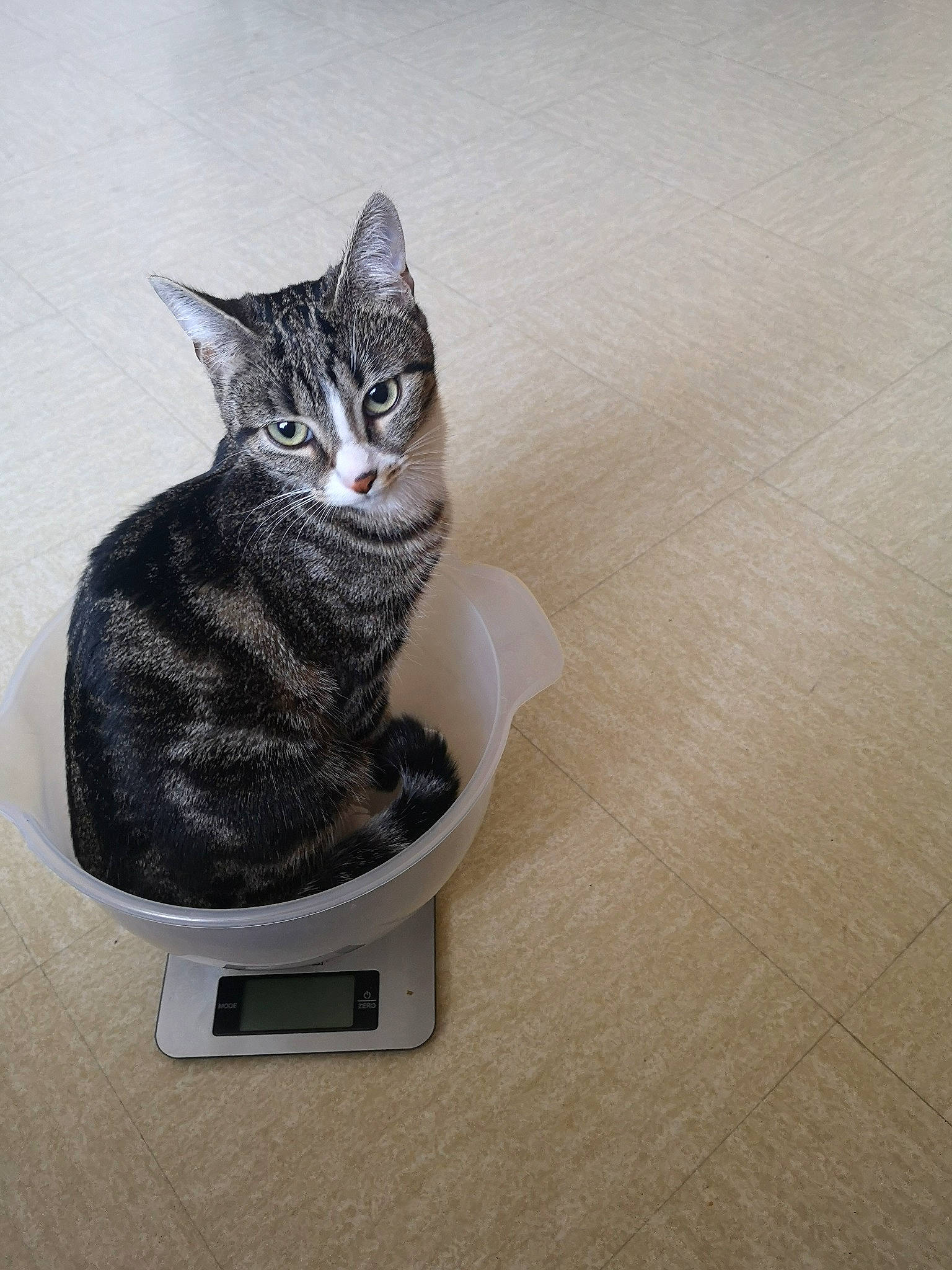 Oma a rejoint le concours — aidez-le/la à gagner de superbes lots ! carnivore, cat, domestic_short_haired_cat, felidae, flooring, fur, grey, hardwood, output_device, paw, sitting, small_to_medium_sized_cats, tail, whiskers, wood