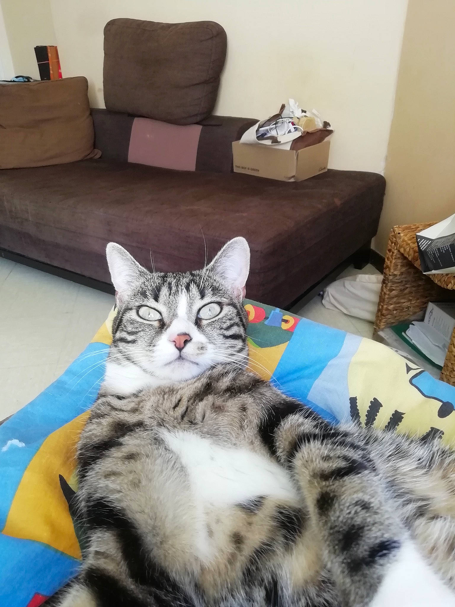 Oma participe au concours pour gagner de l'argent avec cette photo : carnivore, cat, chair, comfort, couch, domestic_short_haired_cat, felidae, flooring, fur, grey, hardwood, living_room, pillow, room, sitting, small_to_medium_sized_cats, throw_pillow, whiskers