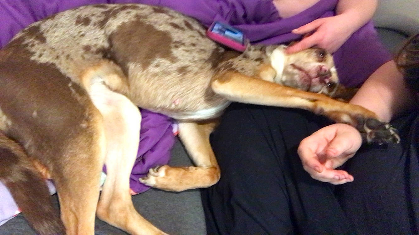 Annie is registered to the contest to win money with this photo: canidae, carnivore, collar, comfort, companion_dog, dog, dog_breed, fawn, fur, magyar_agar, non_sporting_group, paw, rampur_greyhound, sighthound, snout, sporting_group, tail, terrestrial_animal, working_animal, working_dog