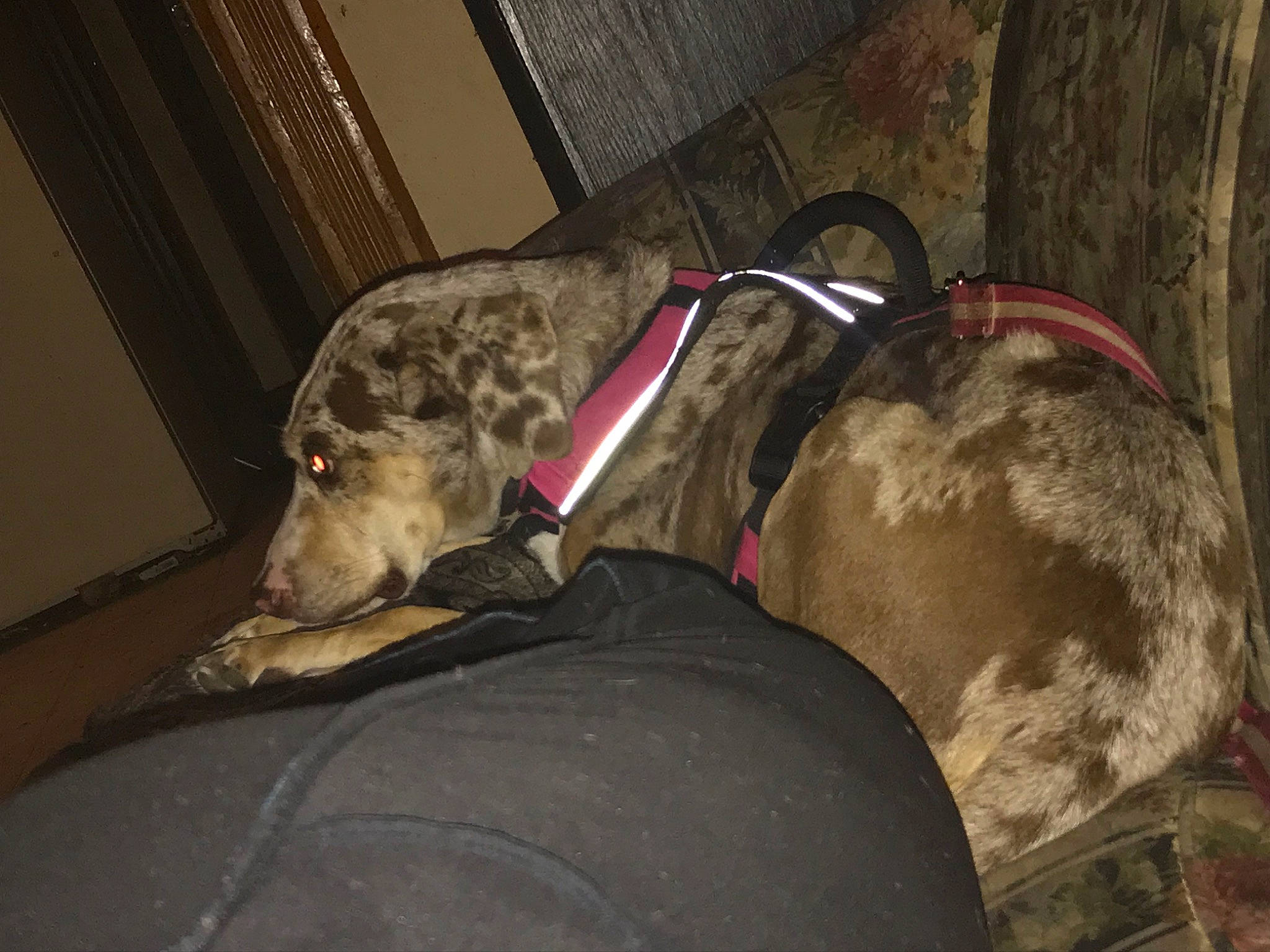 Annie joined the competition — help win amazing prizes! canidae, carnivore, collar, comfort, companion_dog, couch, dog, dog_breed, dog_collar, dog_supply, fawn, guard_dog, magyar_agar, non_sporting_group, rampur_greyhound, sighthound, snout, sporting_group, terrestrial_animal, working_animal