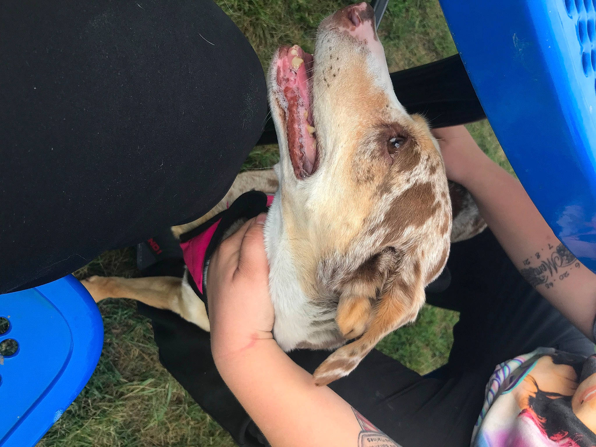 Annie is registered to the contest to win money with this photo: blue, bracelet, canidae, cuisine, dog, dog_breed, domestic_pig, event, fawn, flesh, fun, grass, leisure, livestock, meat, snout, sporting_group, suidae, terrestrial_animal