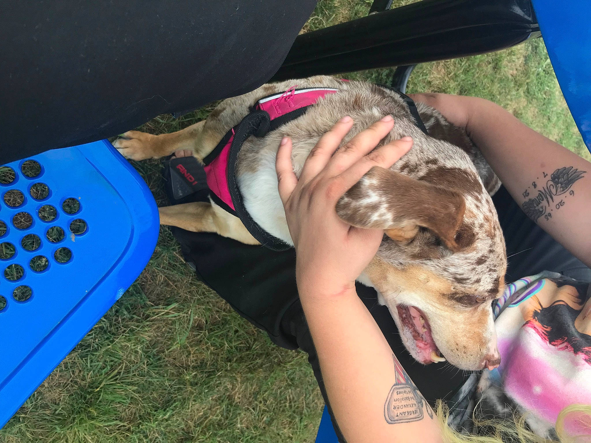 Annie is registered to the contest to win money with this photo: bracelet, carnivore, companion_dog, dog, dog_breed, eyewear, fashion_accessory, fawn, fun, fur, grass, human_leg, leisure, nail, office_equipment, recreation, sporting_group, sun_tanning, thigh, wrist