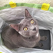 Néo participe au concours pour gagner de l'argent avec cette photo : cat, gray_cat, pet, animal, yellow_eyes, curious, bag, indoor, feline, whiskers, fur, ears, looking_up, cute, domestic_cat, close_up, sitting, companion, adorable, curiosity