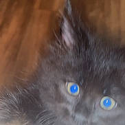 Stormi joined the competition — help win amazing prizes! kitten, cat, black_cat, close_up, blurry, blue_eyes, fur, pet, animal, indoor, wooden_floor, curious, cute, small, face, whiskers, feline, young, peek, soft