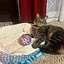 animal, carpet, cat, cozy, curious, curtain, domestic, feline, fur, household, indoor, pet_bed, playful, relaxed, resting, soft, tabby, whiskers, window, yarn_ball