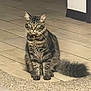 cat, tabby, indoor, floor, tile, pet, animal, feline, collar, fluffy, tail, sitting, brown, striped, cute, domestic, fur, whiskers, ears, alert