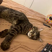 Rylo is registered to the contest to win money with this photo: cat, tabby, bed, blanket, plush_toy, remote_control, sleepy, pet, feline, indoor, resting, striped, domestic_animal, animal, cozy, relaxed, soft_texture, collar, brown, beige