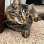 animal, carpet, cat, close_up, curious, cute, domestic_animal, ears, feline, fur, indoor, laying, mammal, paws, pet, resting, soft_texture, tabby_cat, whiskers, young_cat