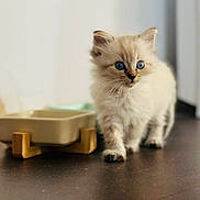 Moka participe au concours pour gagner de l'argent avec cette photo : kitten, cat, fluffy, blue_eyes, long_hair, cream_fur, sitting, pet, animal, portrait, indoors, home, feeding_station, food_bowl, wooden_surface, table, soft_lighting, close_up, adorable, curious