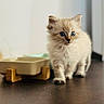 kitten, cat, fluffy, blue_eyes, long_hair, cream_fur, sitting, pet, animal, portrait, indoors, home, feeding_station, food_bowl, wooden_surface, table, soft_lighting, close_up, adorable, curious