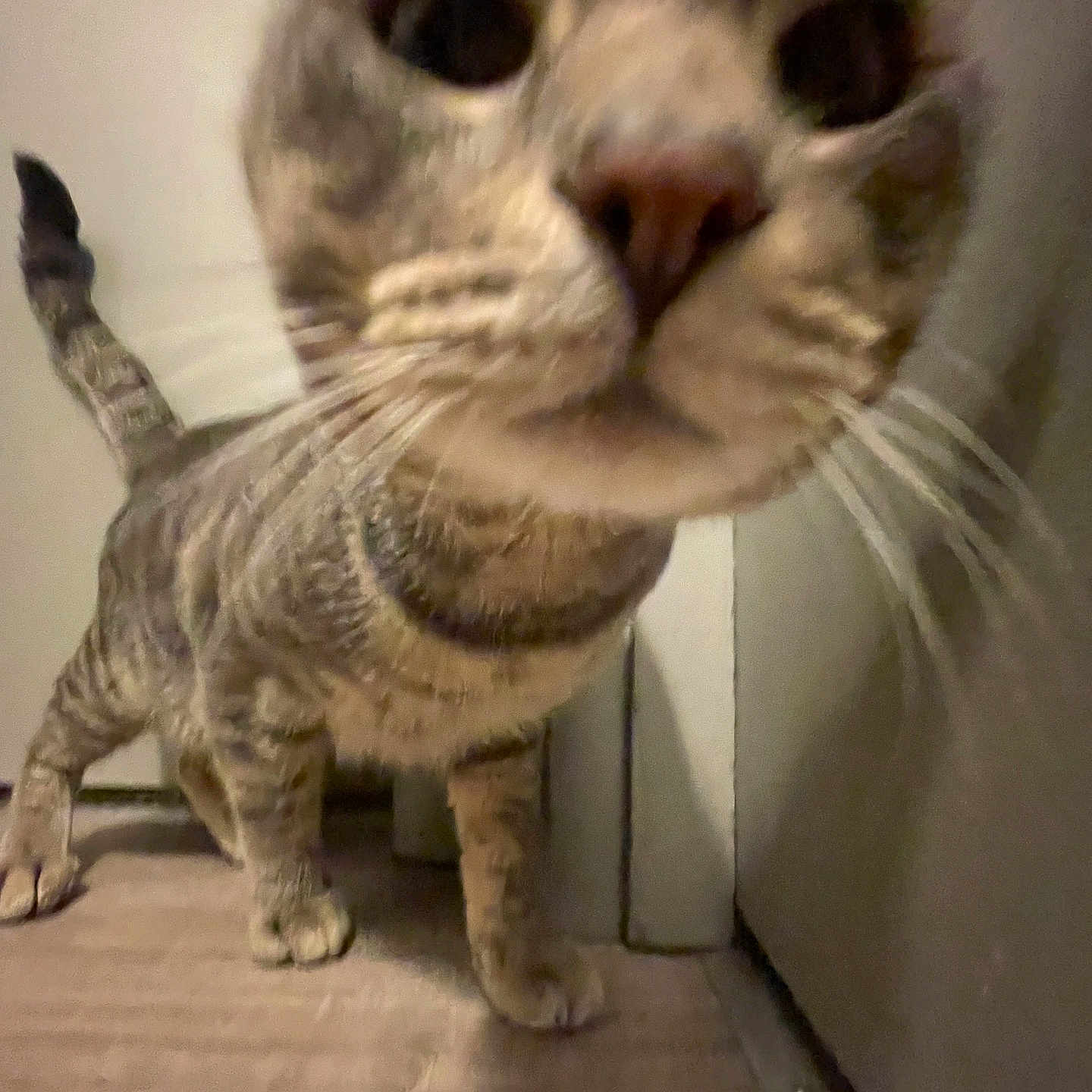 Milo is registered to the contest to win money with this photo: abyssinian, animal, canine, cat, dog, egyptiancat, electronics, hardware, hardwood, indoors, kitten, manx, pet, plywood, siamese, snout, wood