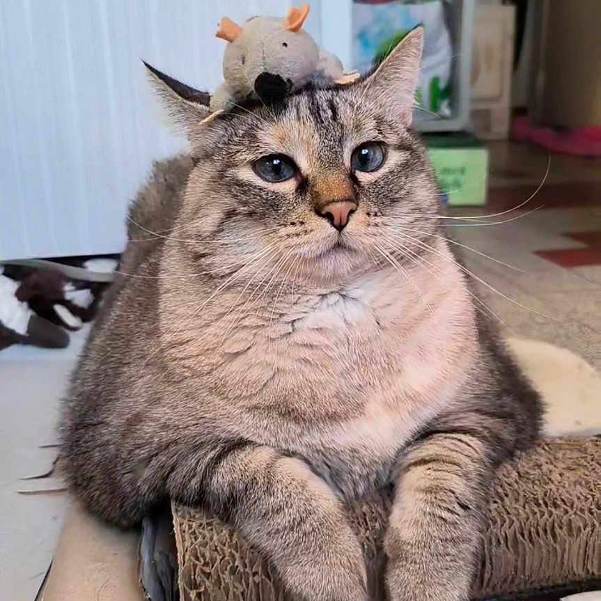 Choupinette a rejoint le concours — aidez-le/la à gagner de superbes lots ! animal, calm, cardboard_scratchpad, cat, closeup, cute, ears, feline, floor, fur, home, indoor, mouse_toy, pet, plush_toy, relaxed, resting, tabby_cat, toy_on_head, whiskers