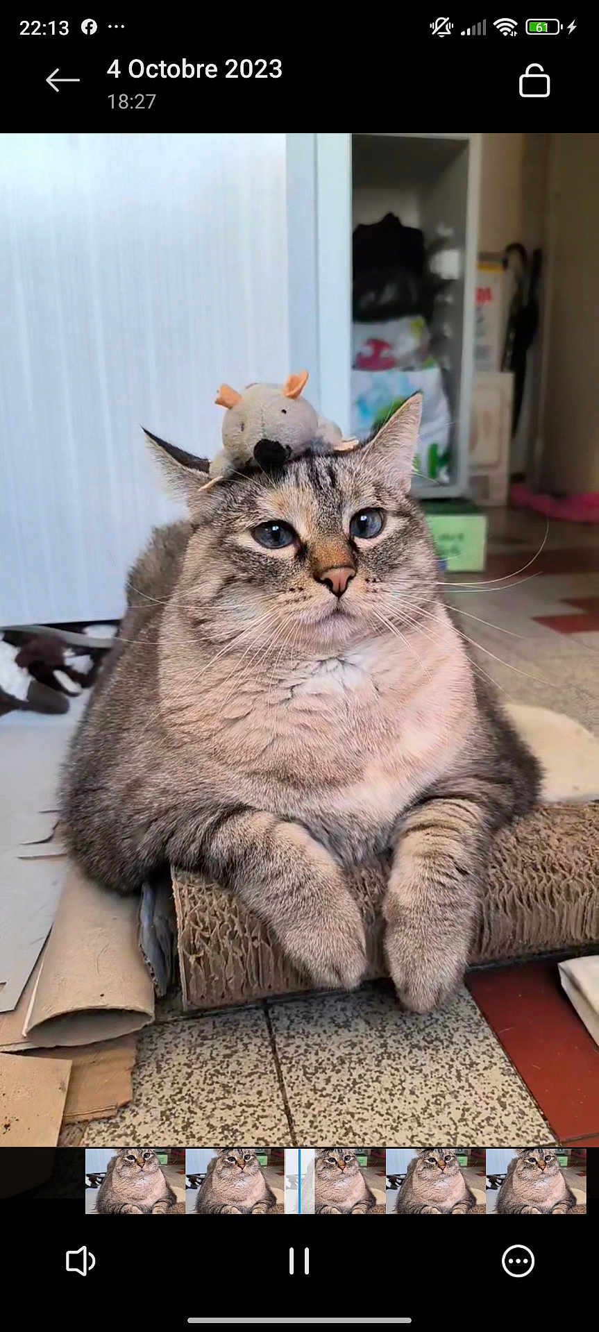 Choupinette a rejoint le concours — aidez-le/la à gagner de superbes lots ! cat, tabby_cat, plush_toy, mouse_toy, indoor, floor, cardboard_scratchpad, relaxed, pet, animal, feline, cute, whiskers, ears, fur, closeup, home, resting, toy_on_head, calm