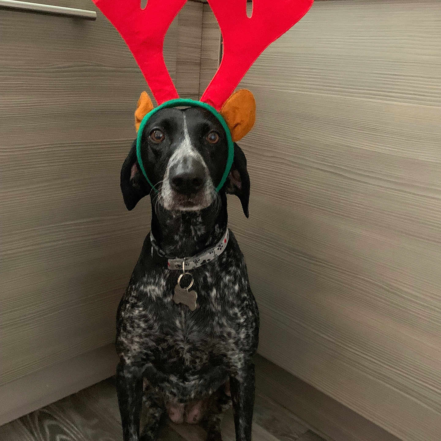 Donna joined the competition — help win amazing prizes! accessories, animal, architecture, building, bulldog, canine, clothing, dog, furniture, glove, hound, indoors, interiordesign, labradorretriever, outdoors, pet, pointer, puppy, shelter, wood