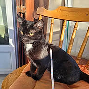 Apache a rejoint le concours — aidez-le/la à gagner de superbes lots ! animal, black_cat, calm, cat, cushion, domestic_animal, door, feline, fur, home, indoor, leash, pet, quiet, resting, shadow, sunlight, window, wooden_chair, yellow_eyes