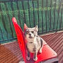 animal, balcony, cat, chair, collar, curious, daylight, domestic_animal, floor, four_legs, furniture, gray_cat, looking_up, outdoor, pet, red, shadow, sitting, sunlight, white_cat