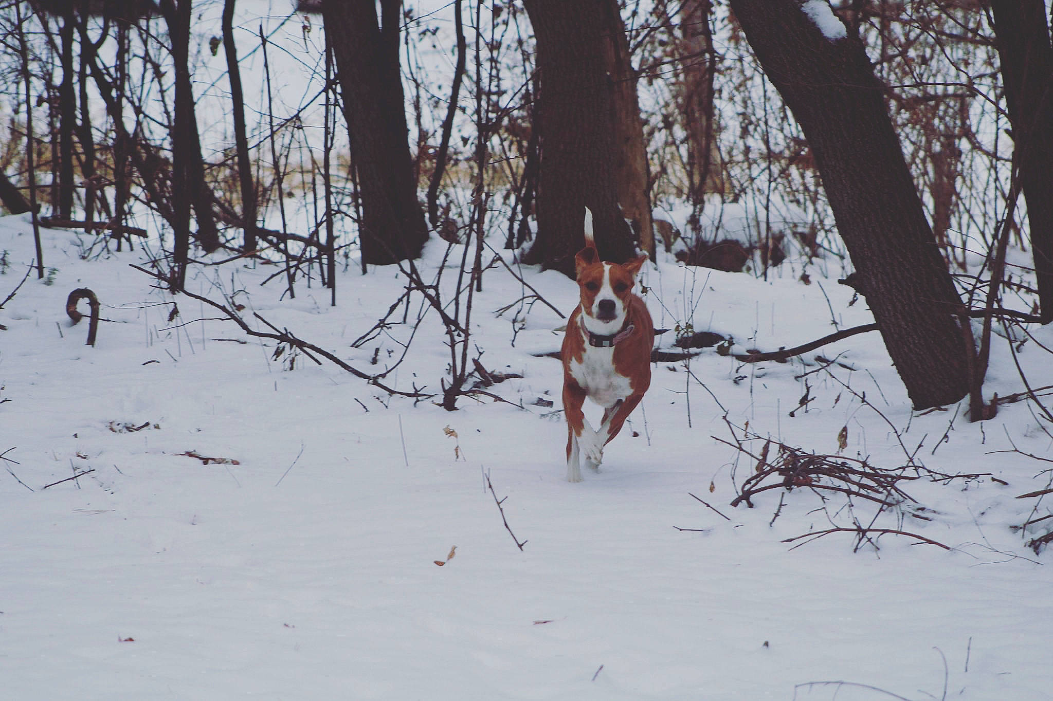 Regan is registered to the contest to win money with this photo: branch, carnivore, dog, dog_breed, fawn, forest, freezing, people_in_nature, plant, playing_in_the_snow, recreation, snow, tail, tree, twig, vertebrate, wildlife, winter, wood, woodland