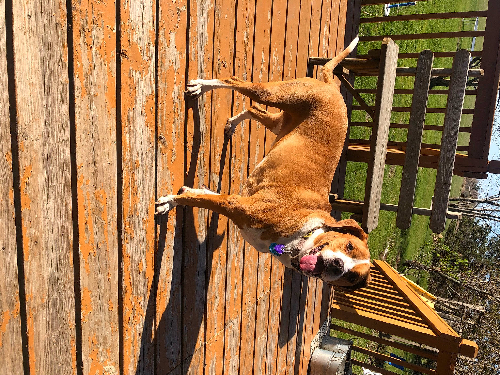 Regan joined the competition — help win amazing prizes! canidae, carnivore, companion_dog, dog, dog_breed, dog_supply, fawn, fence, guard_dog, hardwood, pet_supply, plank, plant, snout, sporting_group, tail, terrestrial_animal, wood, wood_stain, working_animal