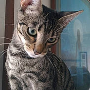 Orion participe au concours pour gagner de l'argent avec cette photo : american_shorthair, bengal, california_spangled, carnivoran, cat, cat_like_mammal, domestic_short_haired_cat, dragon_li, european_shorthair, fauna, fur, kitten, mammal, ocicat, small_to_medium_sized_cats, snout, sokoke, tabby_cat, toyger, whiskers