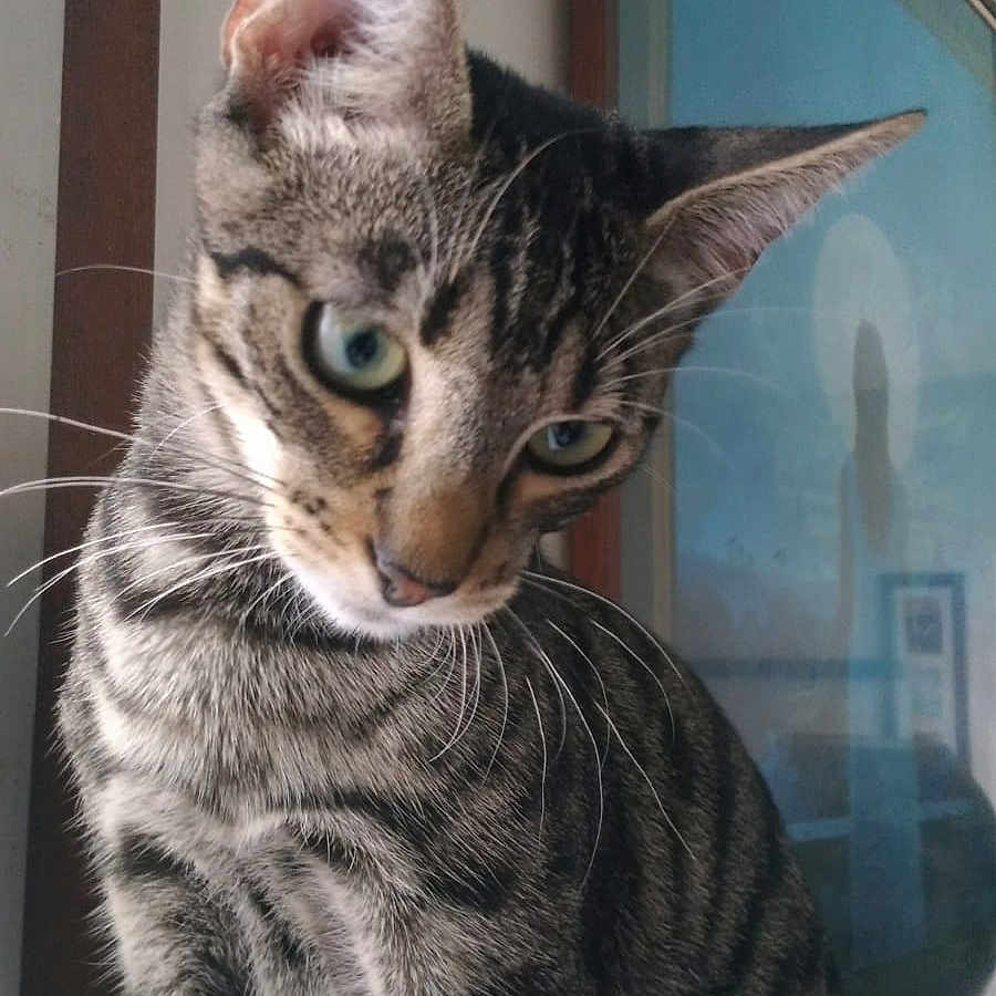 Orion