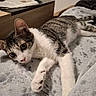 Olive a rejoint le concours — aidez-le/la à gagner de superbes lots ! animal, bedroom, blanket, cat, close_up, cozy, green_eyes, home, indoors, kitten, lying_down, pet, pink_nose, portrait, relaxed, stretched_paw, striped_fur, tabby, whiskers, white_fur