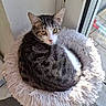 Olive a rejoint le concours — aidez-le/la à gagner de superbes lots ! animal, black_fur, brown_fur, cat, cat_bed, cozy, fluffy_bed, green_eyes, home, indoors, natural_light, pet, portrait, sitting, striped_fur, sunlight, tabby, whiskers, white_fur, window