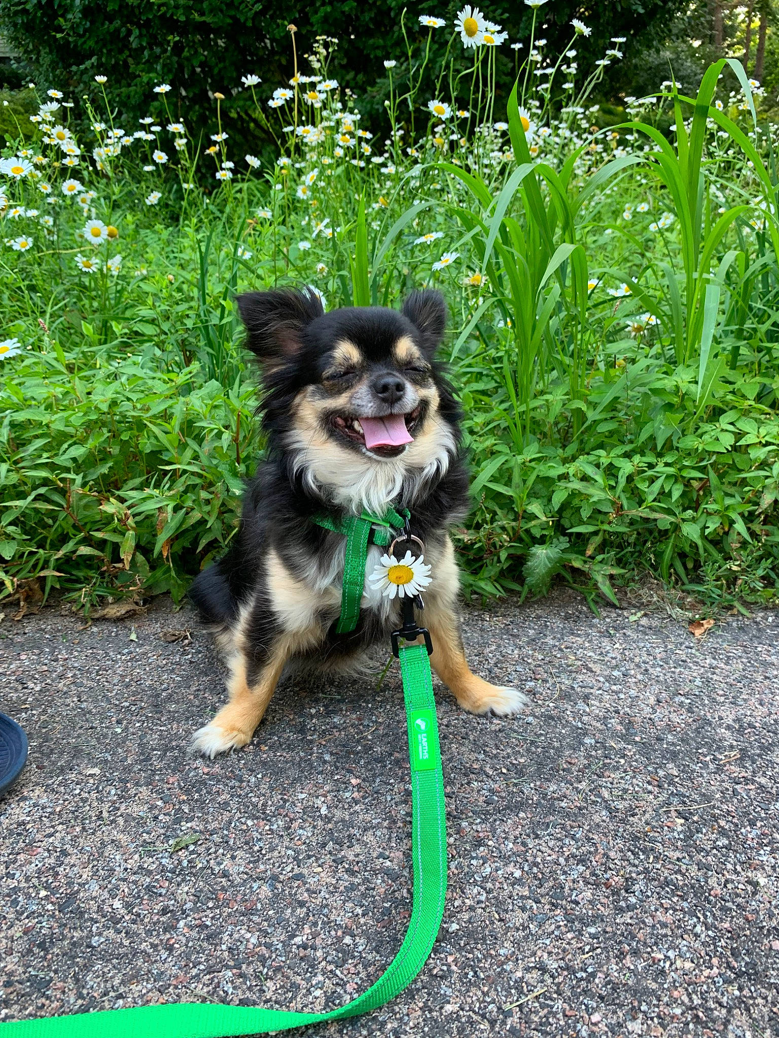 Winnie is registered to the contest to win money with this photo: canidae, carnivore, chihuahua, companion_dog, dog, dog_breed, finnish_lapphund, grass, green, mammal, plant, pomeranian, puppy, rare_breed_dog, vertebrate