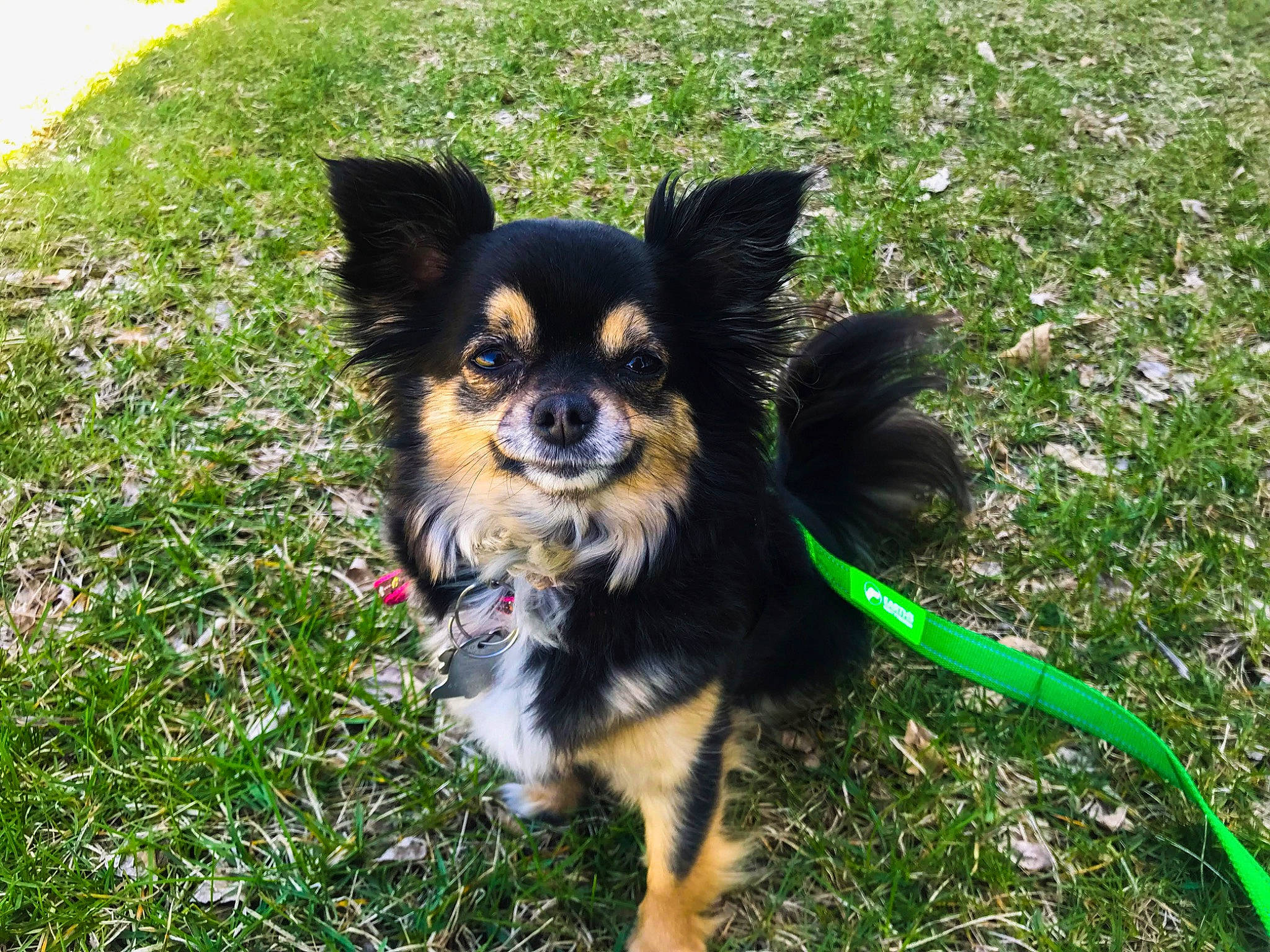 Winnie is registered to the contest to win money with this photo: canidae, carnivore, chihuahua, companion_dog, dog, dog_breed, fawn, grass, mammal, puppy, rare_breed_dog, russkiy_toy, snout, sporting_group, toy_dog, vertebrate