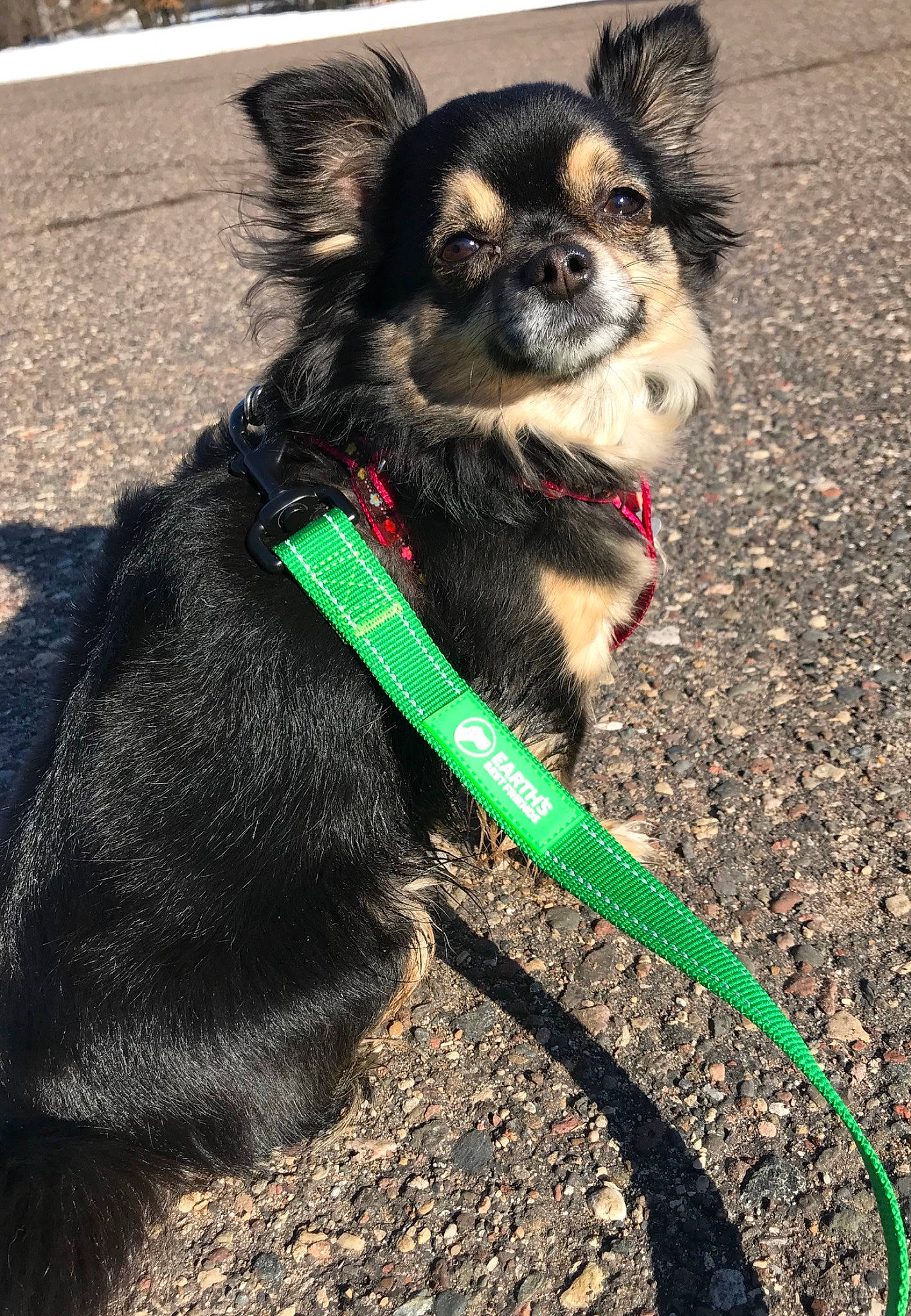 Winnie is registered to the contest to win money with this photo: canidae, carnivore, chihuahua, collar, companion_dog, dog, dog_breed, dog_collar, ear, grass, green, leash, puppy, snout, sporting_group, toy_dog