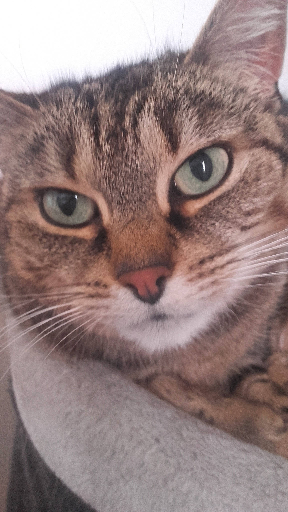 Mimine participe au concours pour gagner de l'argent avec cette photo : aegean_cat, american_wirehair, asian, australian_mist, carnivore, cat, close_up, domestic_short_haired_cat, dragon_li, european_shorthair, eye, felidae, mammal, pixie_bob, singapura, small_to_medium_sized_cats, snout, tabby_cat, vertebrate, whiskers