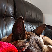 Maya participe au concours pour gagner de l'argent avec cette photo : dog, paw, ear, leather_sofa, red_blanket, sleeping, pet, cozy, fur, close_up, indoor, couch, resting, nail, muzzle, home, brown_fur, relaxation, blanket_texture, companion_animal
