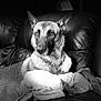 dog, german_shepherd, pet, animal, portrait, black_and_white, monochrome, couch, leather_couch, blanket, indoor, ears_up, attentive, muzzle, paws, sitting, close_up, cozy, home, pet_portrait