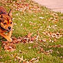 Angel joined the competition — help win amazing prizes! animal, autumn_leaves, brown_dog, canine, daylight, dog, ears, energetic, fall, grass, leaf_litter, mammal, motion, nature, outdoor, pet, playful, running, side_view, snout