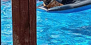Angel is registered to the contest to win money with this photo: animal, backyard, blue, daytime, dog, floating, fun, inflatable, leisure, nature, outdoor, pet, pool, recreation, relaxing, summer, sunlight, vacation, water, wooden_post