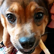 Angel joined the competition — help win amazing prizes! animal, blurry, brown_fur, casual, close_up, companion, dog, eyes, face, friendly, holding, home, indoor, nose, person, pet, plaid_pants, snout, tattoo, whiskers