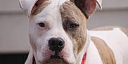 Kano is registered to the contest to win money with this photo: dog, pet, close_up, portrait, animal, canine, face, brown, white, collar, ears, outdoor, fur, muzzle, nose, expression, looking, background, blurred, domestic
