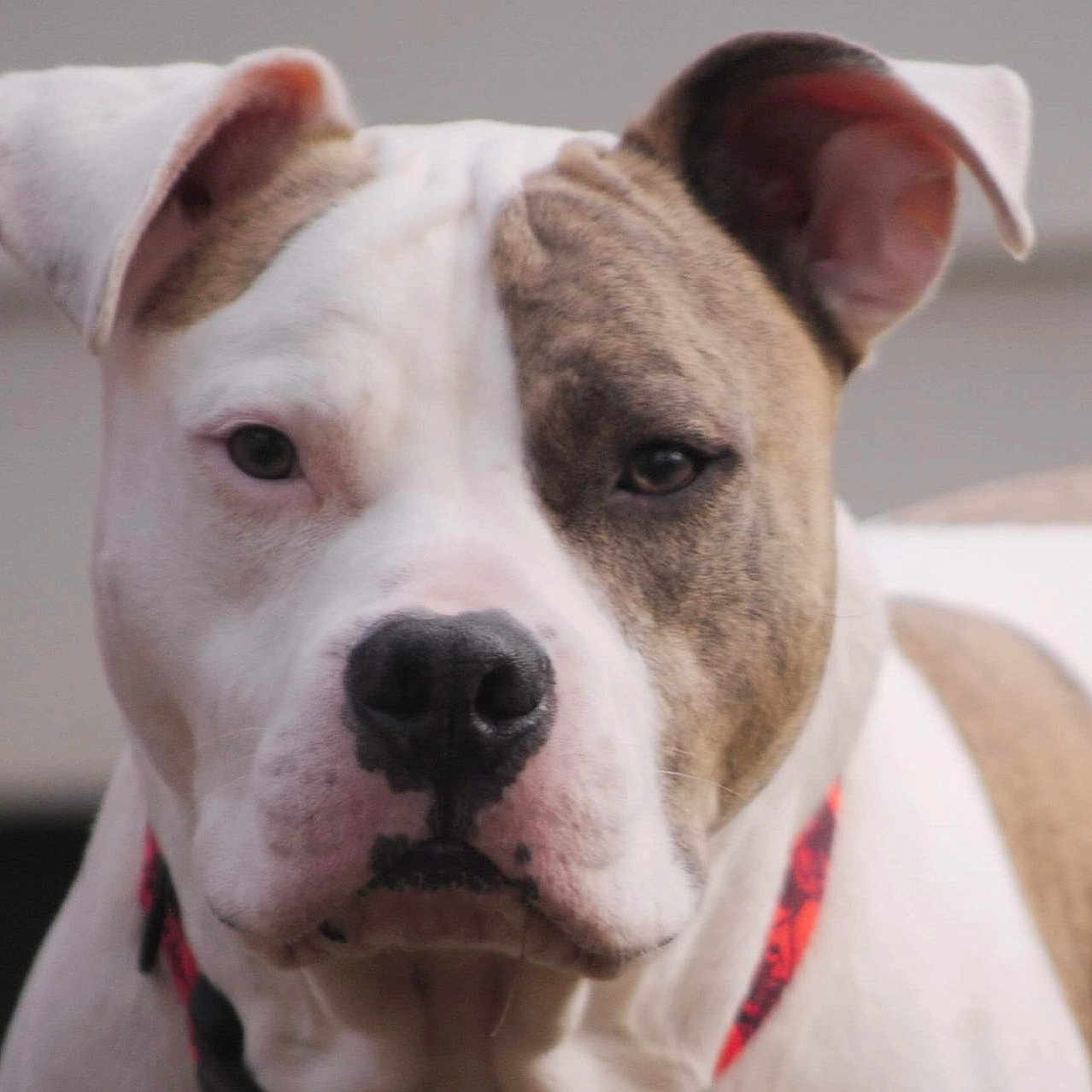 Kano is registered to the contest to win money with this photo: animal, background, blurred, brown, canine, close_up, collar, dog, domestic, ears, expression, face, fur, looking, muzzle, nose, outdoor, pet, portrait, white