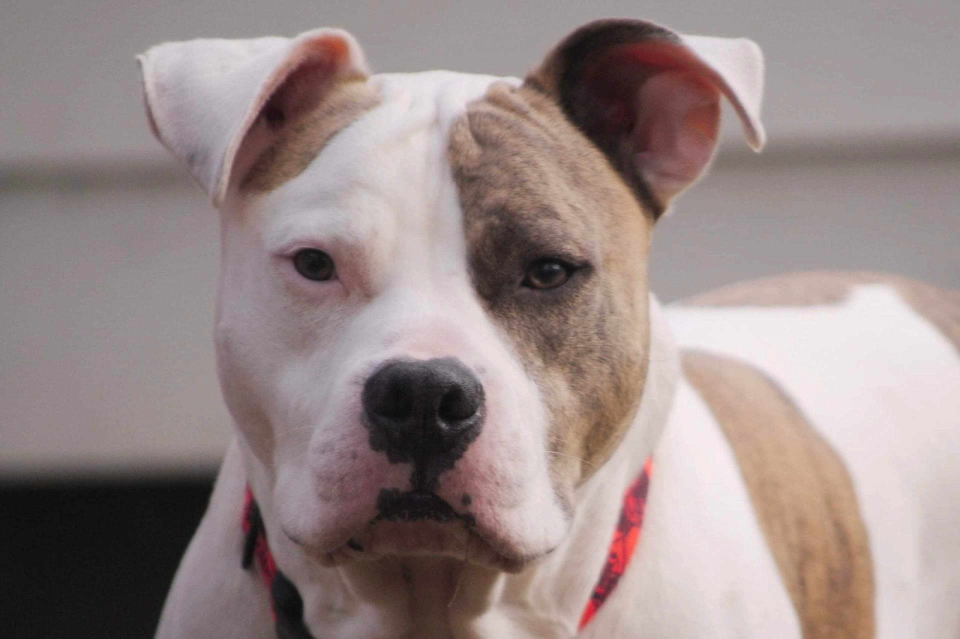 Kano is registered to the contest to win money with this photo: dog, pet, close_up, portrait, animal, canine, face, brown, white, collar, ears, outdoor, fur, muzzle, nose, expression, looking, background, blurred, domestic