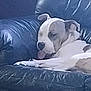Kano joined the competition — help win amazing prizes! dog, sleeping, tongue_out, leather_couch, indoor, relaxed, pet, canine, white_and_brown, resting, fur, animal, domestic, comfort, side_view, snout, ears, paw, close_up, furniture