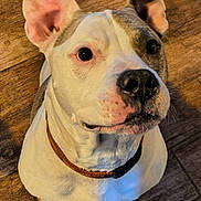 Kano joined the competition — help win amazing prizes! dog, pet, canine, white, brown, collar, ears, floor, wood, looking_up, cute, animal, domestic, sitting, indoor, portrait, friendly, fur, nostrils, whiskers