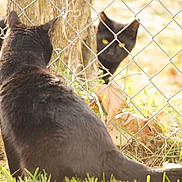Catdog joined the competition — help win amazing prizes! animal, autumn, backyard, black_cat, cat, chain_link_fence, daylight, fence, fur, grass, ground, leaves, looking, nature, outdoor, pet, staring, tail, tree_trunk, two_cats