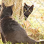 animal, autumn, backyard, black_cat, cat, chain_link_fence, daylight, fence, fur, grass, ground, leaves, looking, nature, outdoor, pet, staring, tail, tree_trunk, two_cats