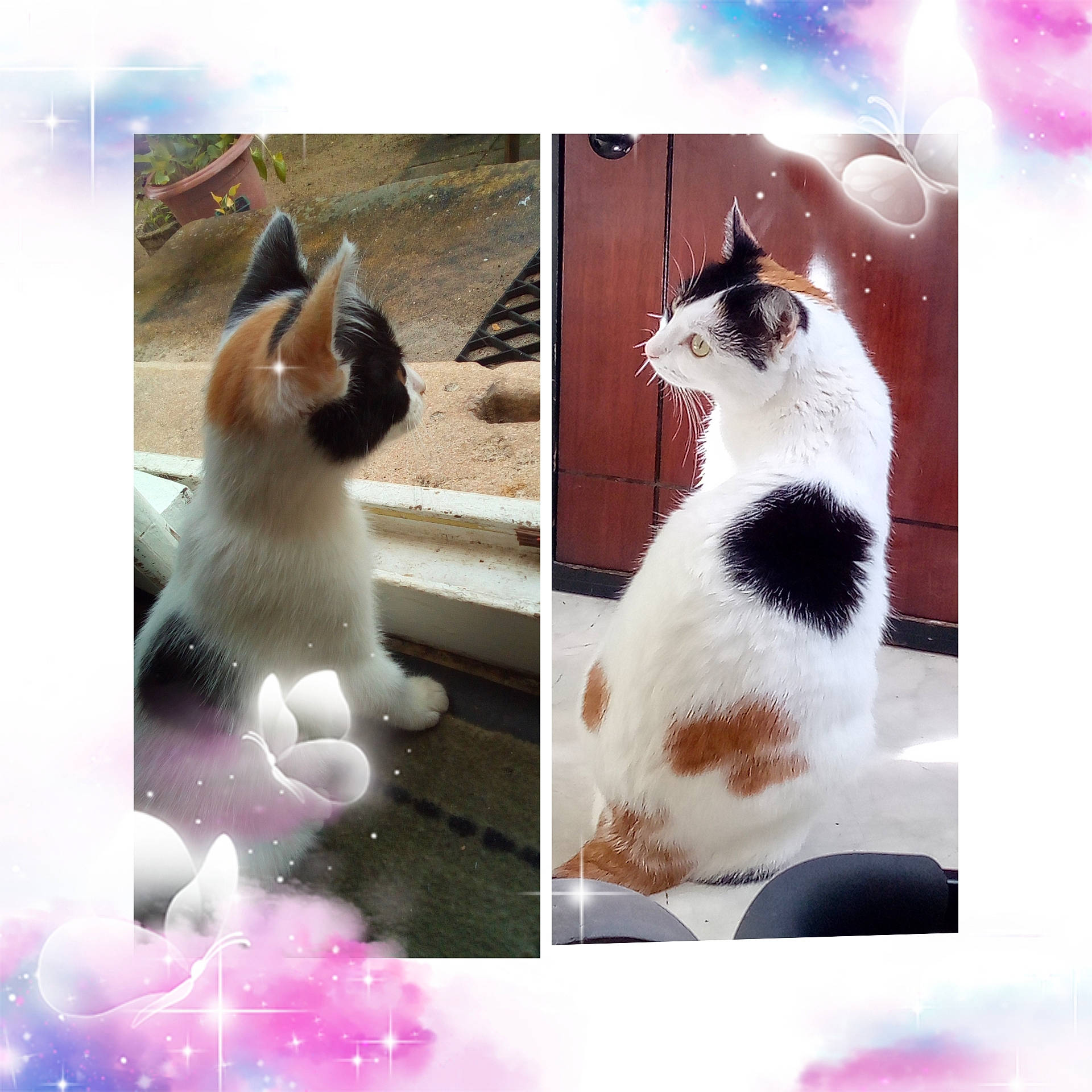 Princesse participe au concours pour gagner de l'argent avec cette photo : art, carnivore, cat, collage, event, felidae, font, formal_wear, fur, happy, mammal, pattern, photo_caption, small_to_medium_sized_cats, snapshot, snout, stock_photography, tail, vertebrate, whiskers