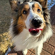 Boomer joined the competition — help win amazing prizes! dog, close_up, snow, tongue_out, playful, outdoor, brick_path, fur, pet, animal, winter, cute, canine, nose, ears, whiskers, sunlight, happy, walking, background
