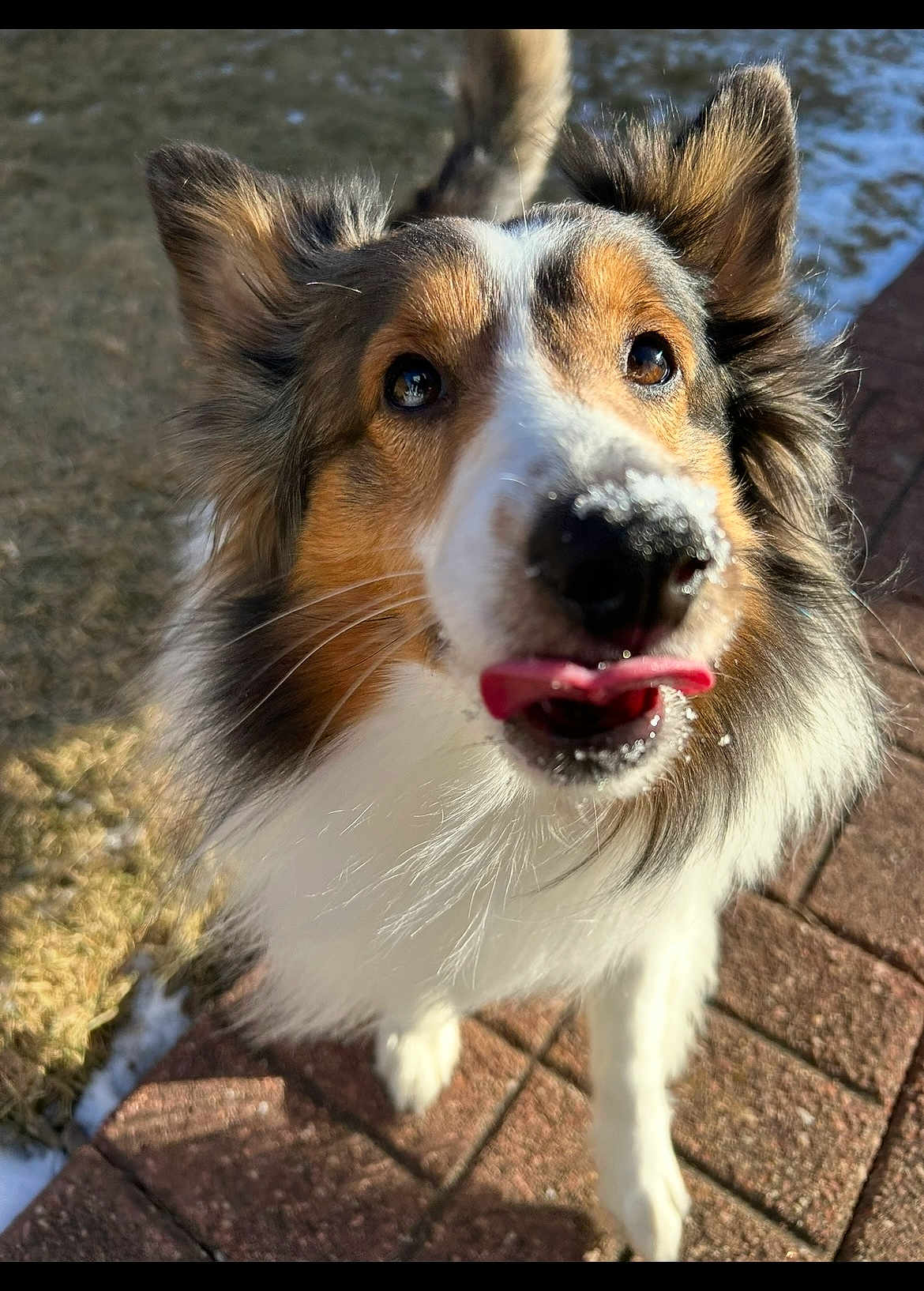 Boomer joined the competition — help win amazing prizes! dog, close_up, snow, tongue_out, playful, outdoor, brick_path, fur, pet, animal, winter, cute, canine, nose, ears, whiskers, sunlight, happy, walking, background