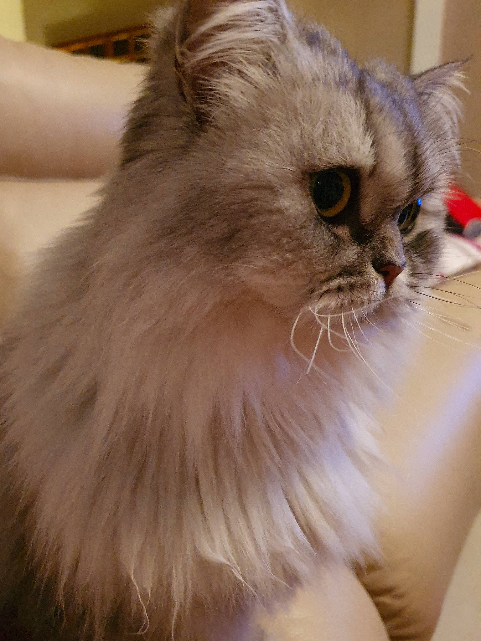 Helys participe au concours pour gagner de l'argent avec cette photo : asian_semi_longhair, balinese, british_longhair, british_semi_longhair, carnivore, cat, domestic_long_haired_cat, fawn, felidae, fur, himalayan, mammal, napoleon_cat, norwegian_forest_cat, persian, ragamuffin, ragdoll, small_to_medium_sized_cats, vertebrate, whiskers