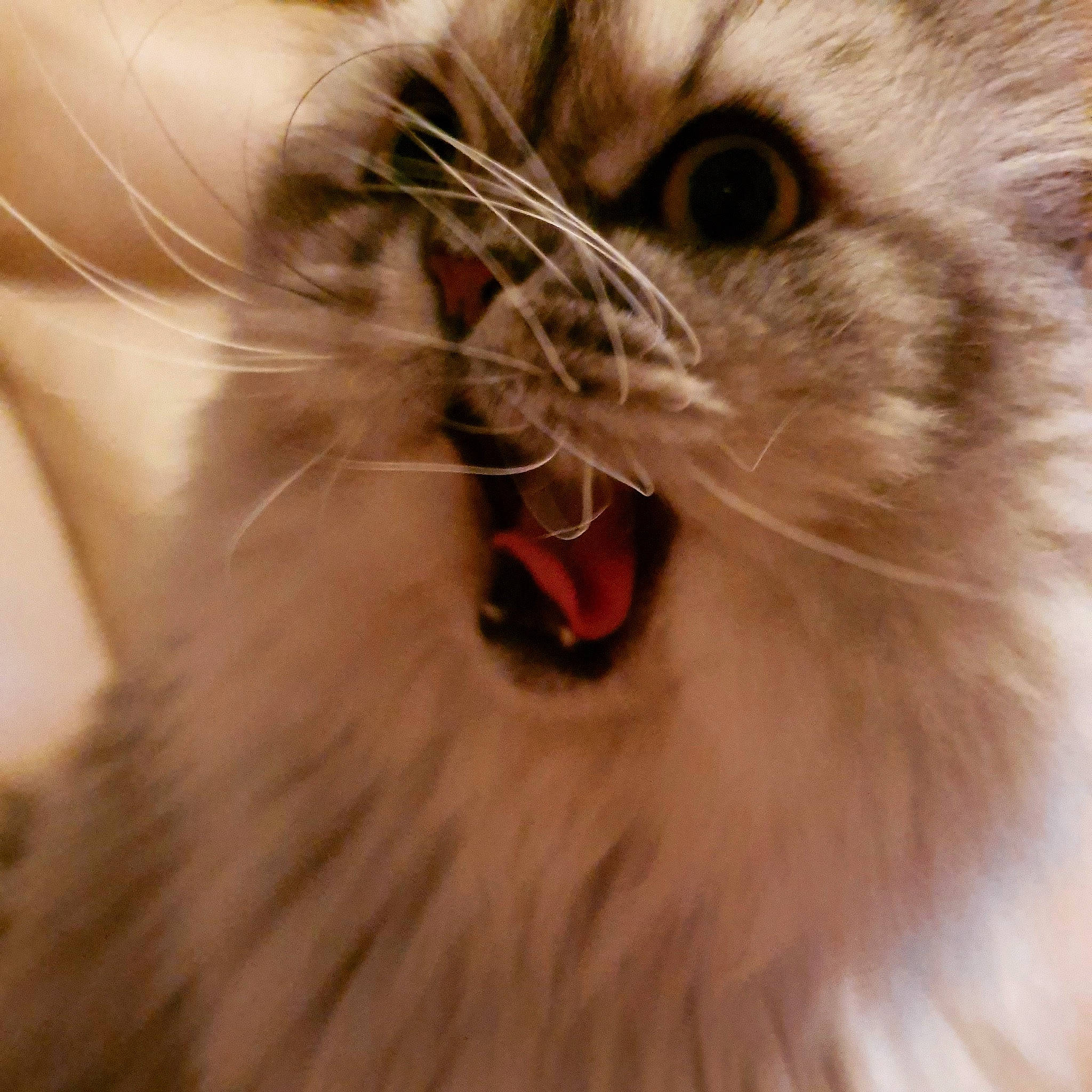 Helys a rejoint le concours — aidez-le/la à gagner de superbes lots ! american_curl, asian_semi_longhair, carnivore, cat, close_up, domestic_long_haired_cat, eye, facial_expression, felidae, fur, iris, mammal, mouth, norwegian_forest_cat, nose, organ, siberian, small_to_medium_sized_cats, snout, whiskers