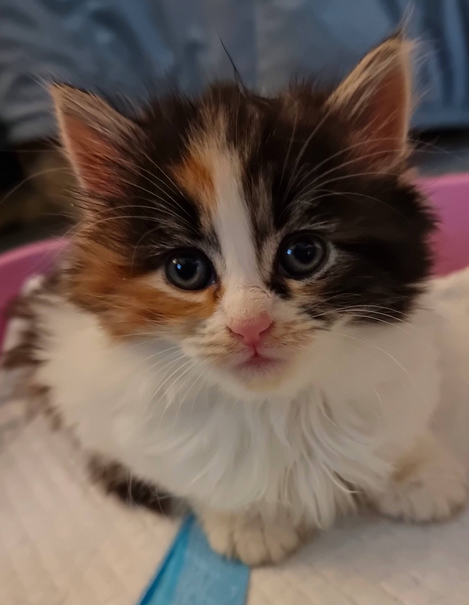 Gismo joined the competition — help win amazing prizes! carnivore, cat, claw, close_up, companion_dog, domestic_short_haired_cat, fawn, felidae, flooring, fur, iris, paw, sitting, small_to_medium_sized_cats, snout, tail, whiskers