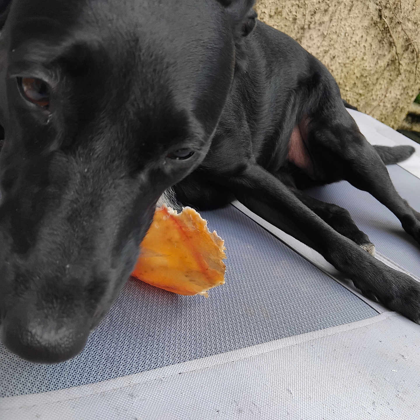 Vicky participe au concours pour gagner de l'argent avec cette photo : animal, bread, canine, conch, cream, dessert, dog, food, hound, icecream, icing, invertebrate, labradorretriever, pet, pointer, puppy, sealife, seashell, snout