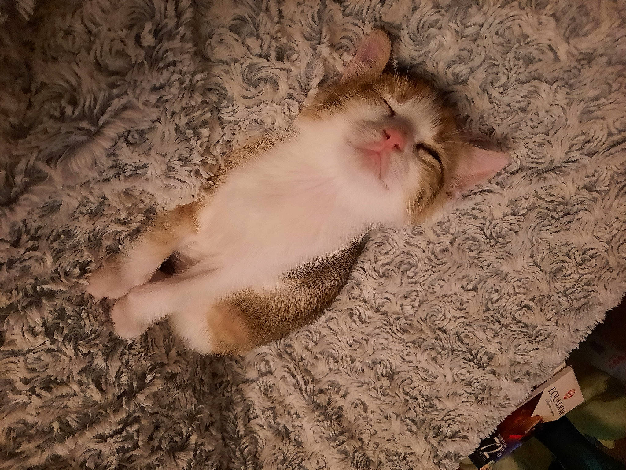 Indi participe au concours pour gagner de l'argent avec cette photo : canidae, carnivore, cat, claw, comfort, domestic_short_haired_cat, fawn, felidae, flooring, fur, hardwood, paw, small_to_medium_sized_cats, snout, tail, whiskers, wood